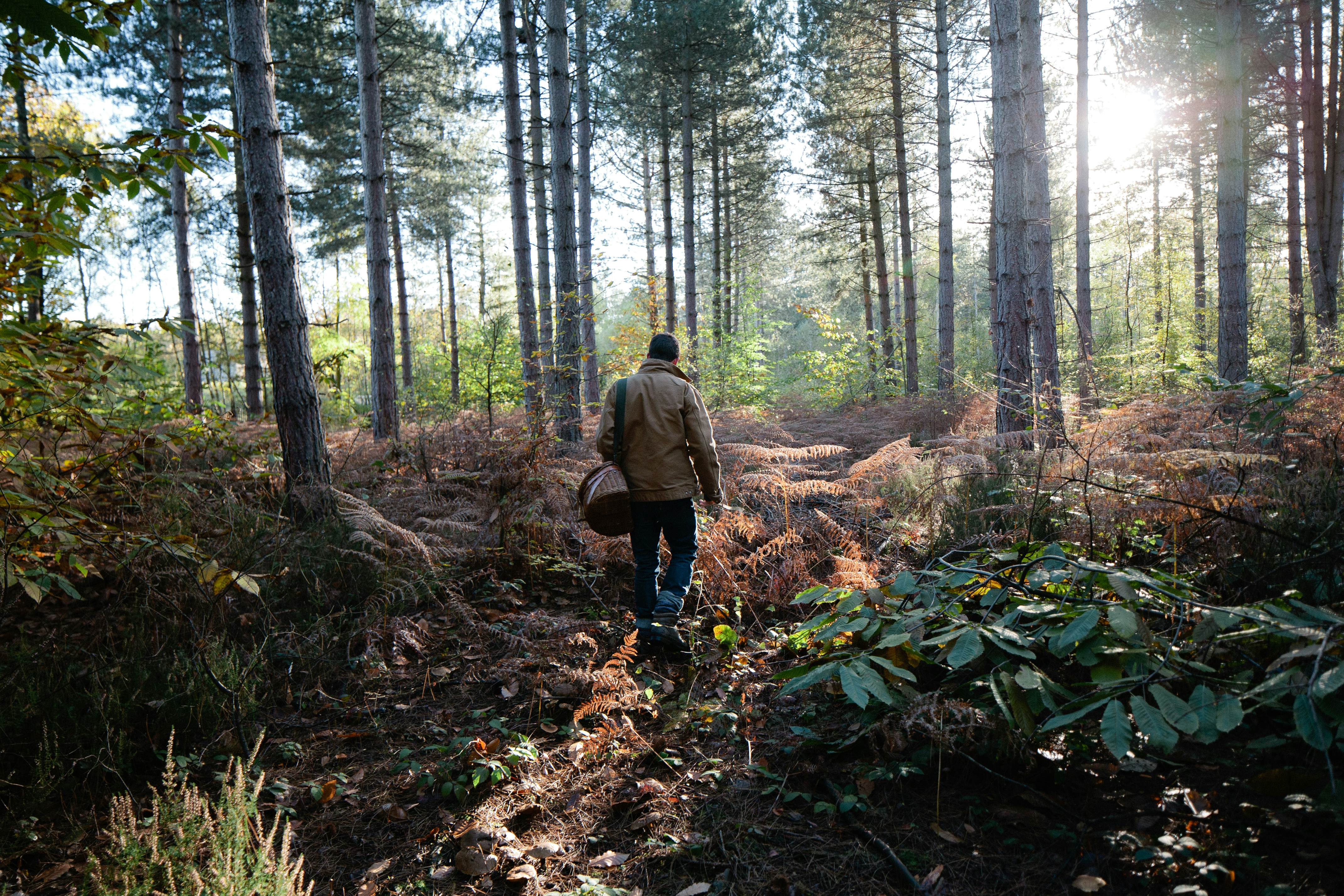 Man mushroom hunting in Canterbury.